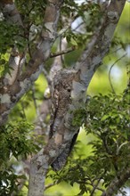 Great potoo, Nyctibius grandis, Amazon Basin, Brazil, South America