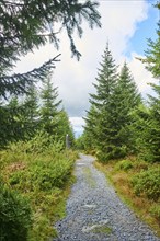 Hiking trail to Mount Lusen in late summer, Bavarian Forest, Bavaria, Germany, Europe