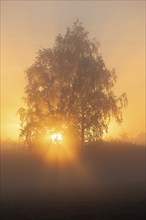 Warty birch (Betula pendula), morning mist, at sunrise, Lower Saxony, Germany, Europe