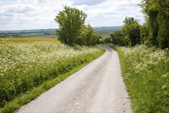 White pathways on chalk downland Allington Down, Wiltshire, England, United Kingdom, Europe