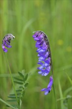 Common vetch (Vicia caracca), butterfly flower family (Fabaceae), blue flower at the edge of a