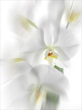 White orchid (Phalaenopsis), flowers, zoom effect