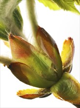 Chestnut, common horse-chestnut (Aesculus hippocastanum), sticky bud with young leaves, fine hairs