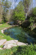 Kleiner Teich inmitten von grüner Vegetation und Bäumen mit klarem Wasser und Steinen, friedliche