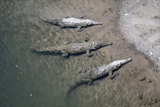 American crocodile (Crocodylus acutus) swimming in the water, from above, Rio Tarcoles, Carara