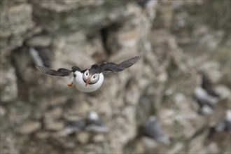 Atlantic puffin (Fratercula arctica) adult bird in flight with sea cliffs in the background in the