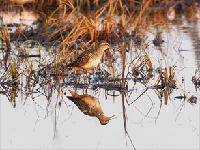 Wood sandpiper (Tringa glareola), Wood Sandpiper adult, calling at edge of lake, at sunset, Pokka,