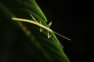 Stick insect (Phasmatodea) sitting on a leaf, at night in the tropical rainforest, Refugio Nacional