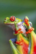 Red-eyed tree frog (Agalychnis callidryas), sitting on the blossom of a false bird-of-paradise