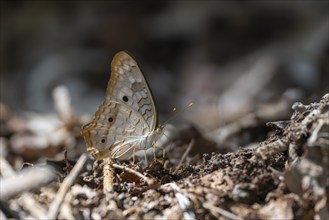 Anartia jatrophae, white butterfly sitting on the forest floor, Carara National Park, Tarcoles,