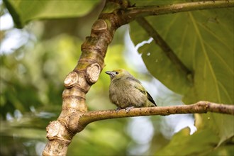 Palm tanager (Thraupis palmarum), sitting on a branch, Monteverde cloud forest, Monte Verde, Costa