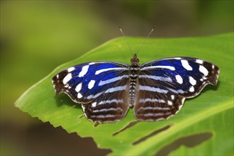 Spotted fritillary (Myscelia cyaniris), blue and white butterfly sitting on a leaf, Alajuela