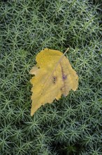 Autumnal birch leaf (Betula pendula) on common moss (Polytrichum commune), Emsland, Lower Saxony,