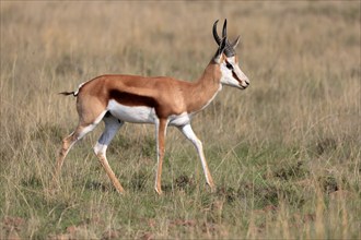 Springbok (Antidorcas marsupialis), adult, male, foraging, running, Mountain Zebra National Park,