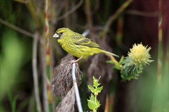 Woodland Finch (Crithagra scotops), adult, male, foraging, on wait, Kirstenbosch Botanic Gardens,