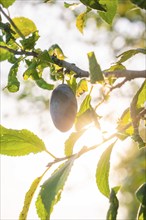 Close-up of a plum hanging on a branch, illuminated by the sun, Calw, Black Forest, Germany, Europe