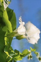 Close-up of a white flower with green leaves in the background and blue sky, Hopfengarten,