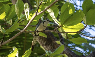 White-throated Magpie-Jay (Cyanocorax formosus) on branch, Costa Rica, Central America