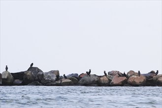 Cormorants, Baltic Sea near Koserow, September, Mecklenburg-Western Pomerania, Germany, Europe