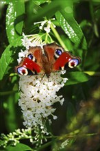 Peacock butterfly (Inachis io), September, Mecklenburg-Western Pomerania, Germany, Europe