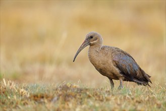 Hagedash, Hadada Ibis, (Bostrychia hagedash), Ibis, Wakkerstrom surroundings, Wakkerstrom,