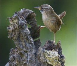 Animal, animals, bird, birds, singer, wren, Troglodytidae, Wren, Troglodyte mignon