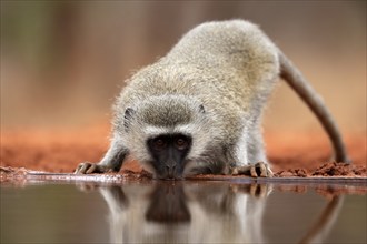 Vervet Monkey (Chlorocebus pygerythrus), adult, drinking, at the water, Kruger National Park,