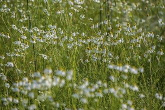 A field full of blooming camomile flowers in a green meadow under bright sunlight, Münsterland,