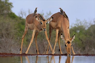 Black heeler antelope (Aepyceros melampus), adult, female, two females, at the water, drinking,