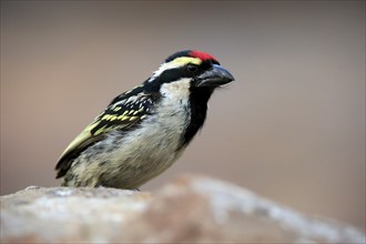 Red-fronted Barbet (Tricholaema leucomelas), adult, on rocks, Mountain Zebra National Park, Eastern