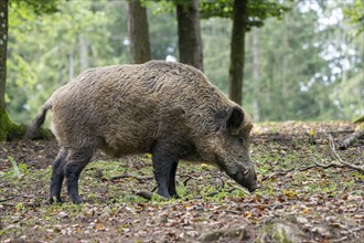 Wild boar (Sus scrofa), boar, Vulkaneifel, Rhineland-Palatinate, Germany, Europe