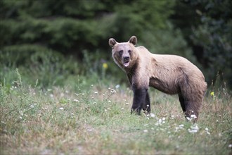 European brown bear or Eurasian brown bear (Ursus arctos arctos), brown bear in a forest clearing