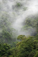 Fog drifts through the rainforest, treetops in the dense forest, mountain rainforest, Alajuela