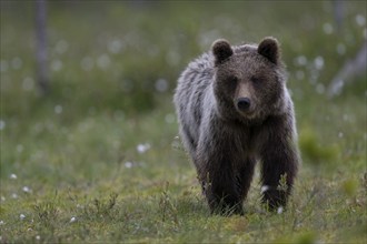 European brown bear, Karelia, Finland, Europe