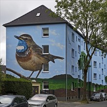 Residential buildings with a bluethroat as a mural after renovation, Bochum-Hamme, Ruhr area, North