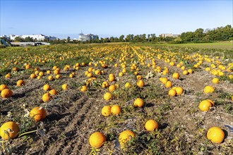 Pumpkin field, ripe pumpkins, shortly in front of harvest, near Neuss, North Rhine-Westphalia,