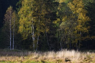 Downy birches (Betula pubescens) in autumn, morning light, Klosterfilz Moor, Bavarian Forest