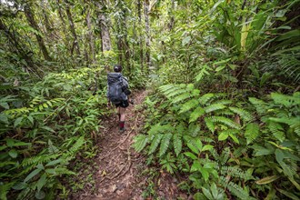 Young woman on a hiking trail in the rainforest, tourist hiking in the tropical rainforest through