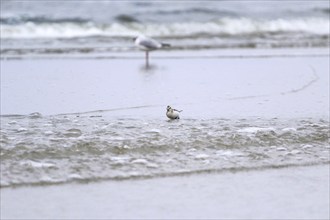 Sanderling Limikole, Usedom, September, Mecklenburg-Western Pomerania, Germany, Europe