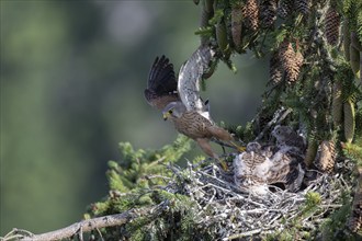 Common kestrel (Falco tinnunculus) at the nest with young birds, Daun, Eifel, Rhineland-Palatinate,