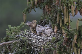 Common kestrel (Falco tinnunculus) at the nest with young birds, Daun, Eifel, Rhineland-Palatinate,