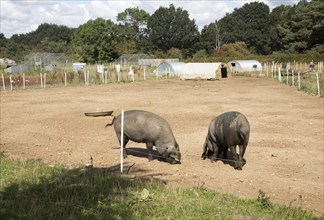 Black pigs in field of smallholding farm, Shottisham, Suffolk, England, UK