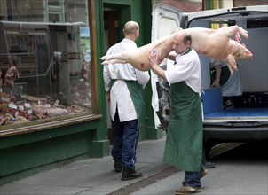 Butcher carrying pig in street, Green Street butchers, Bath, Somerset, England, UK