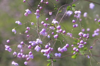 Meadow-rue (Thalictrum), North Rhine-Westphalia, Germany, Europe