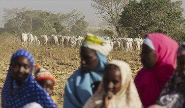 Herd of cattle in Maraban Dare, 07.02.2024. In Nigeria, there is a conflict over resources between