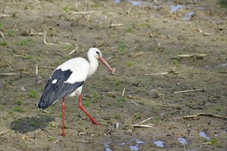 Stork on a field, spring, Wendland, Hitzacker, Lower Saxony, Germany, Europe