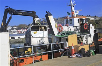 Cow being unloaded from Cape Clear ferry Baltimore harbour, County Cork, Ireland, Irish Republic,