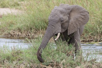 African bush elephant (Loxodonta africana), young adult male feeding on reeds in the bed of the