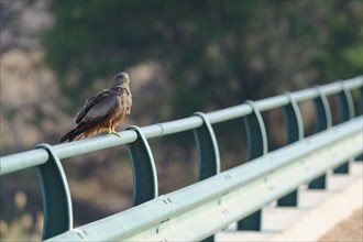 Yellow-billed kite (Milvus aegyptius, adult bird, sitting on the guardrail of the bridge,