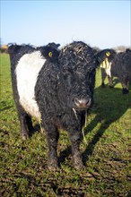 Rare breed Belted Galloway beef cattle herd at Lux farm, Kesgrave, Suffolk, England, United